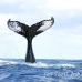 whale_humpback_h_00892_dom3038.jpg